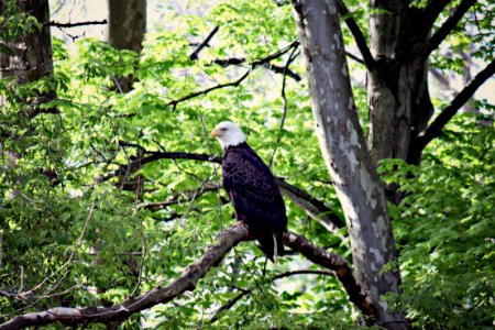 Wildlife, Predator, Raptor