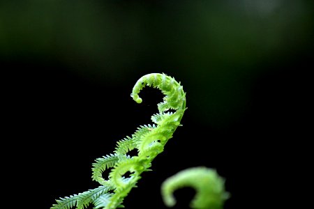 green fern plant in selective focus photograhpy photo