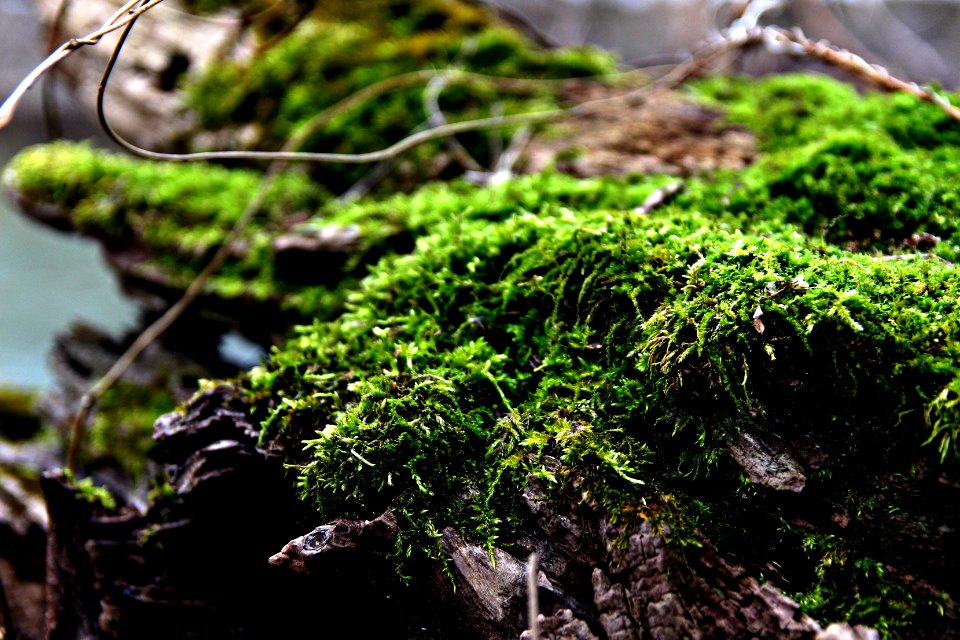 Vegetation, Life, Plant