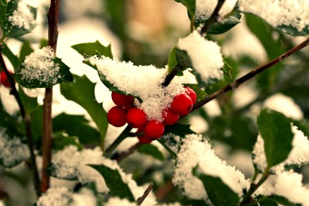 Holly, Winter, Christmas photo