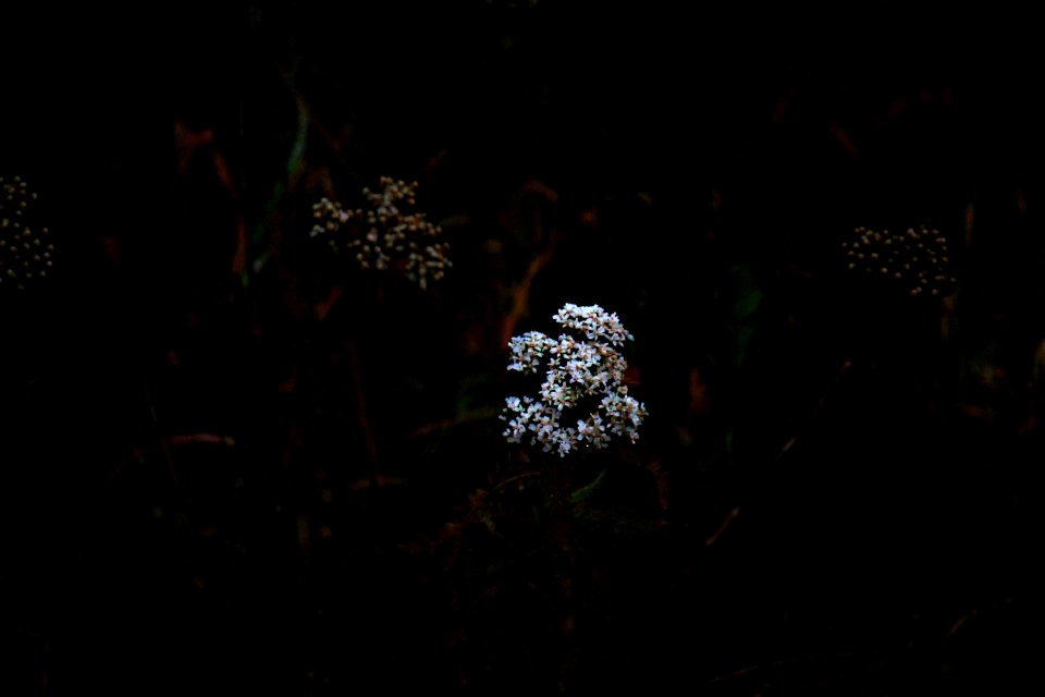 Flowers, Forest floor