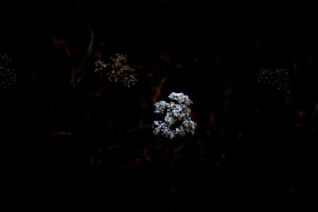 Flowers, Forest floor