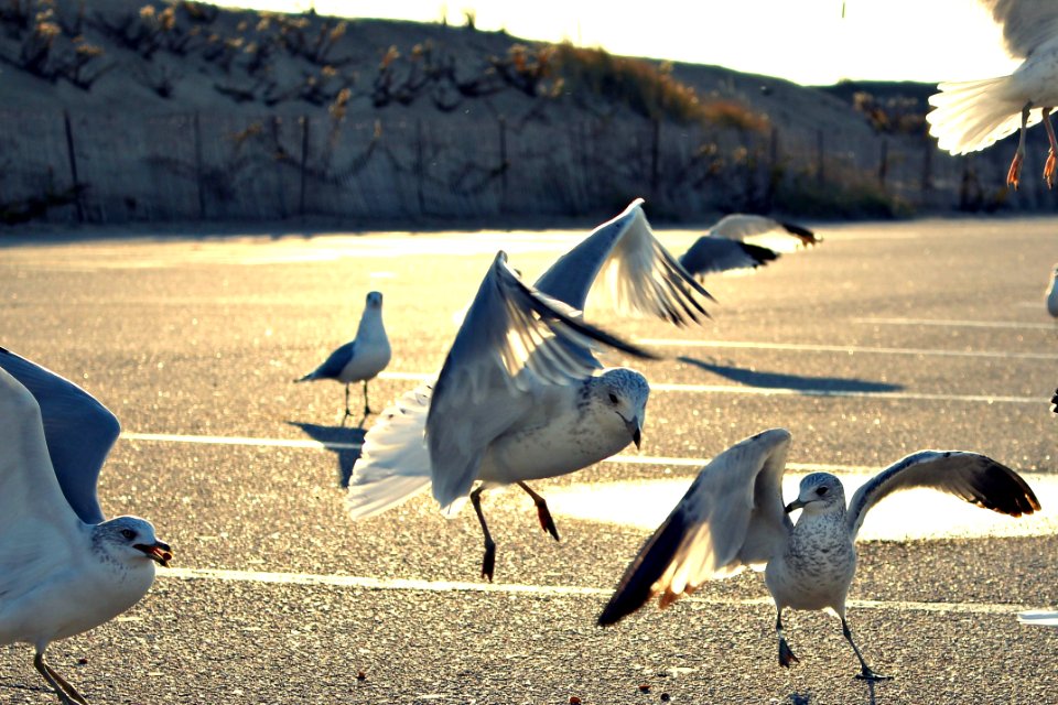 Misquamicut state beach, Westerly, United states