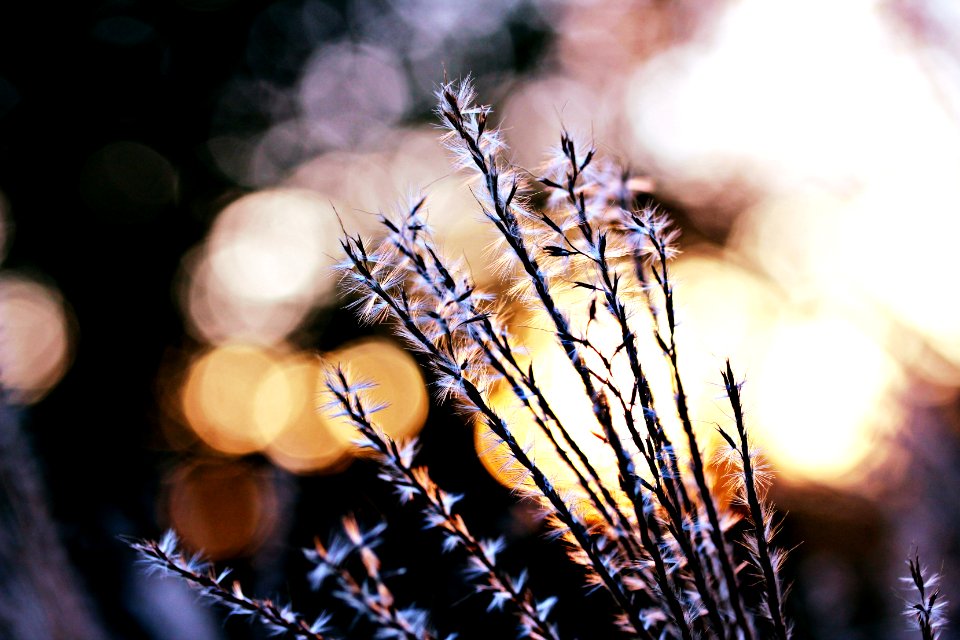 Grass, Plants