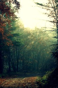 Laneway, Autumn, Trees