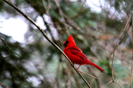Cardinal