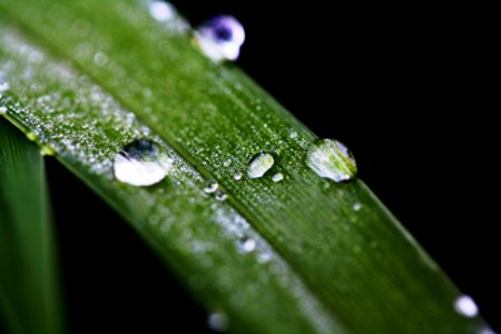 Grass, Drops, Water