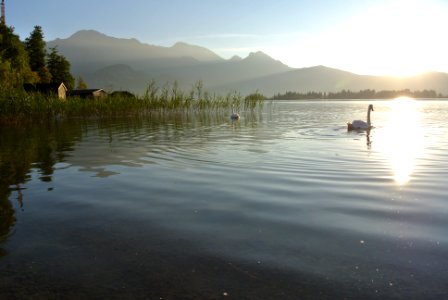 Swan, Lake, Water
