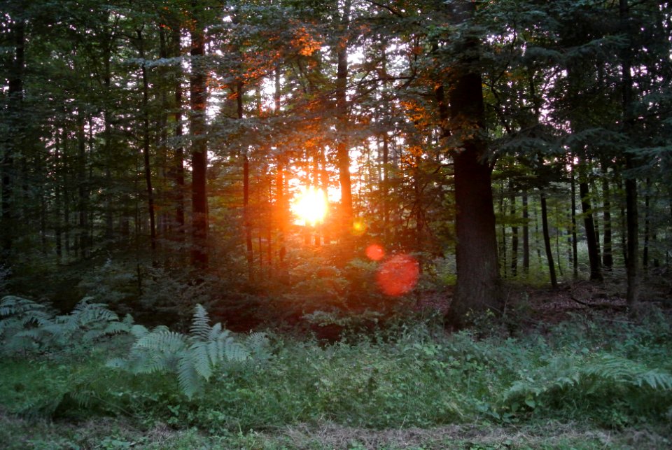 Sunset, Trees, Forest