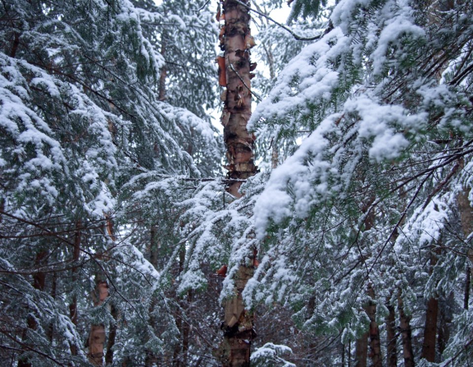 Mount waumbek, United states, Woods