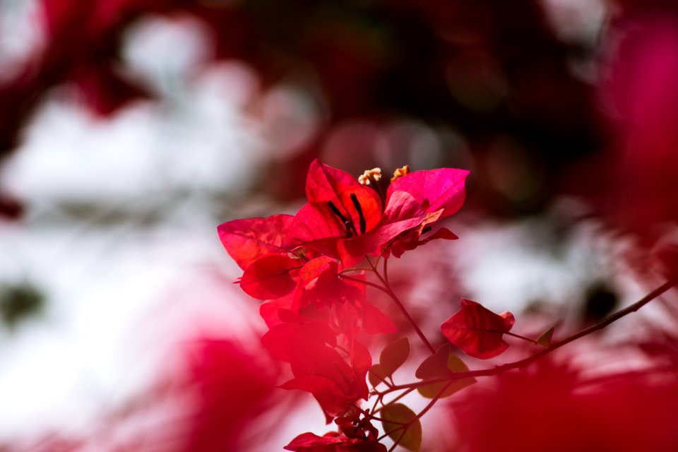 selective focus photography of red bougainvillea plant