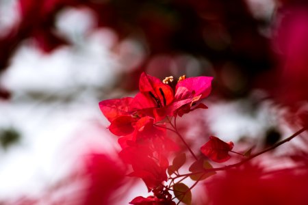 selective focus photography of red bougainvillea plant