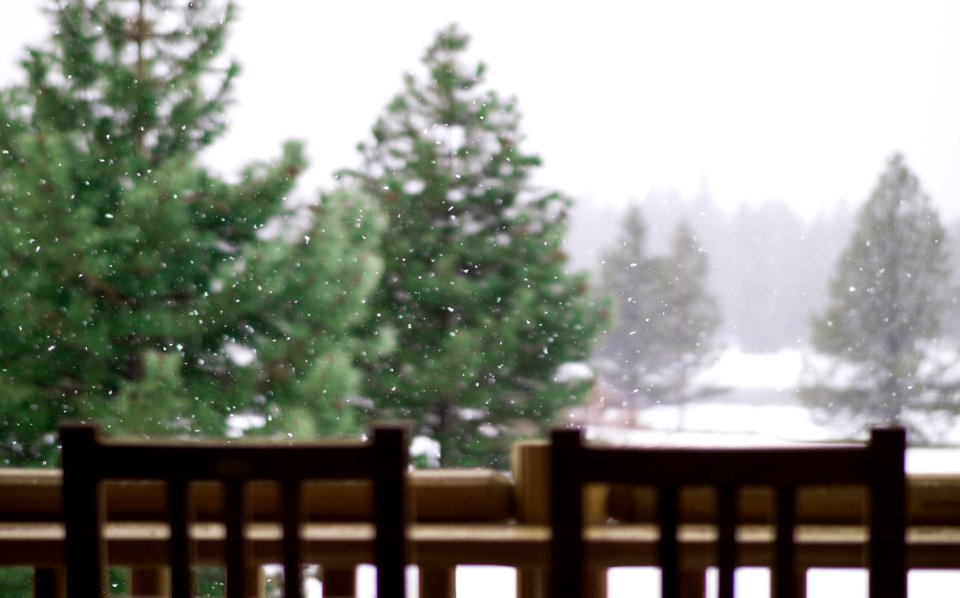 Lake tahoe, United states, Trees