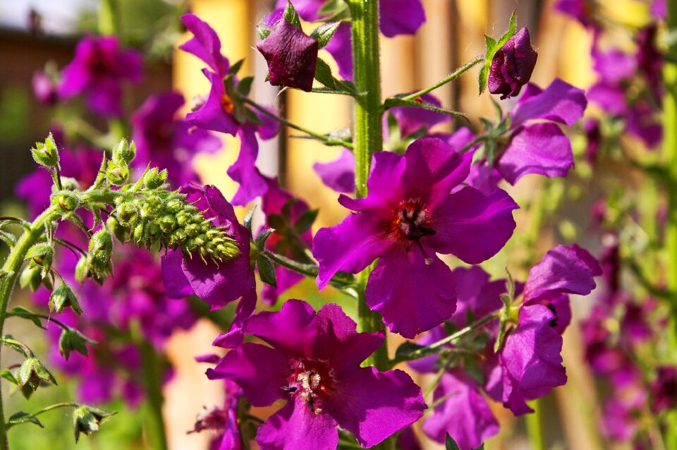 Purple flower nature