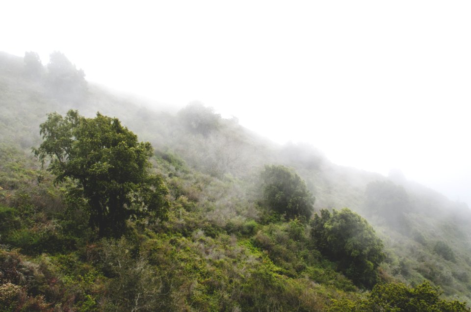 aerial photography of foggy forest