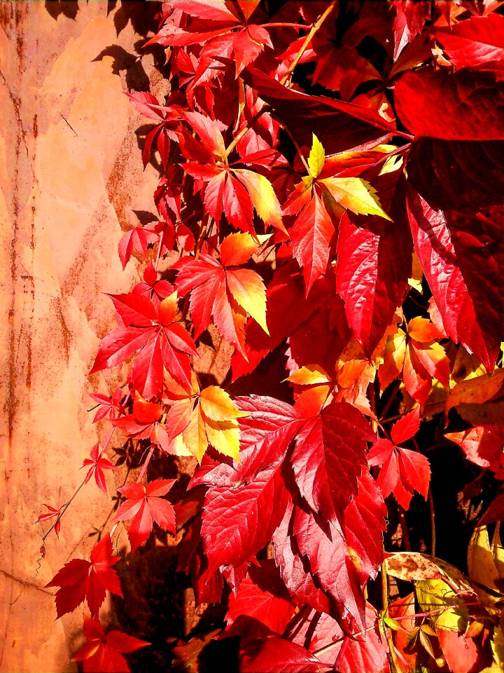 Autumn leaf golden autumn nature