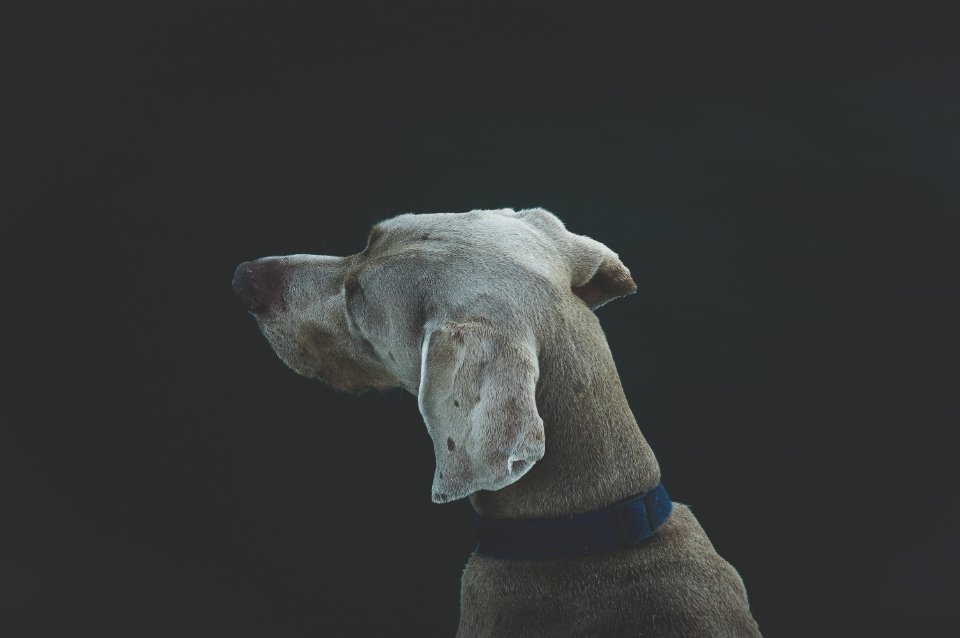 selective focus photography of short-coated white and tan dog photo