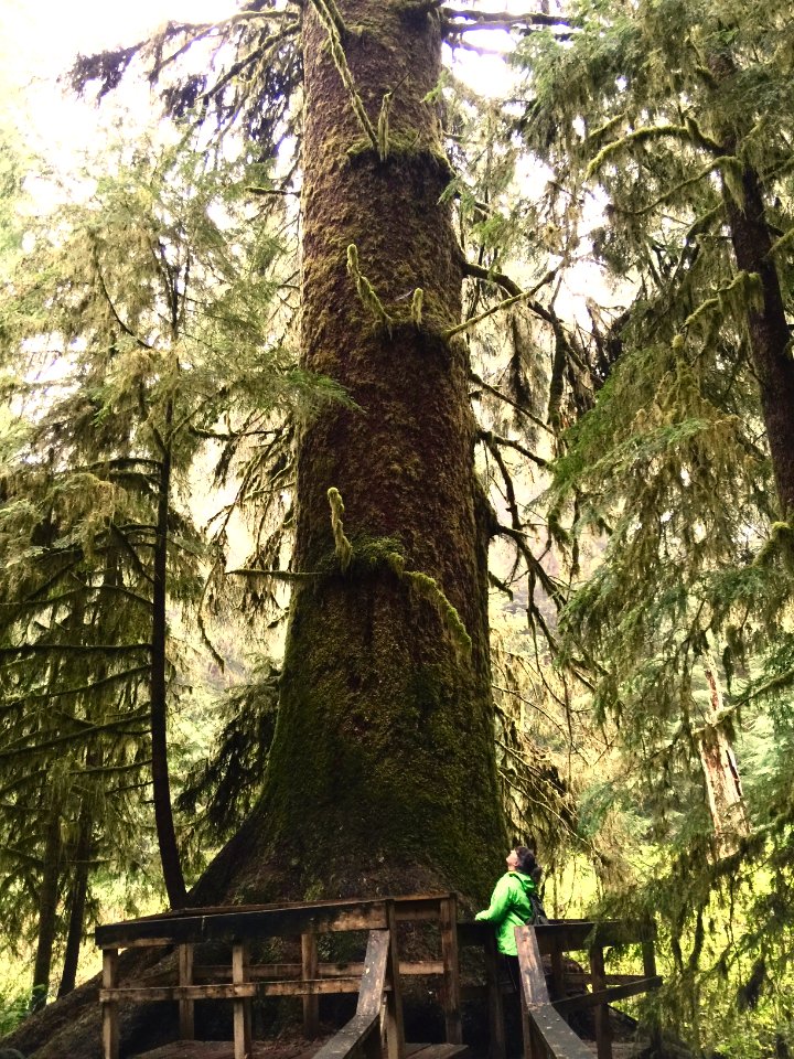 Carmanah walbran provincial park, Canada, Carmanah