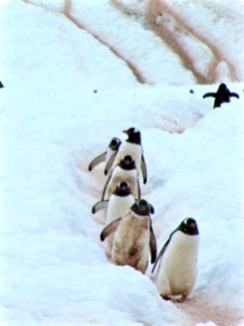 Antarctica, Penguin highway, Antarctic photo