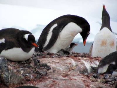 Gentoo, Antarctic, Penguin photo
