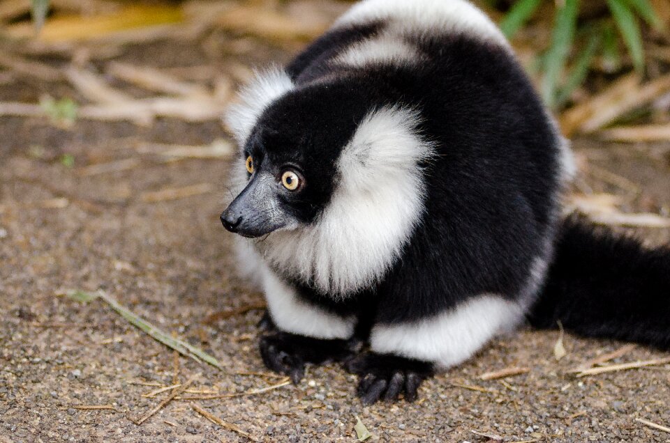 Close-up endangered eyes