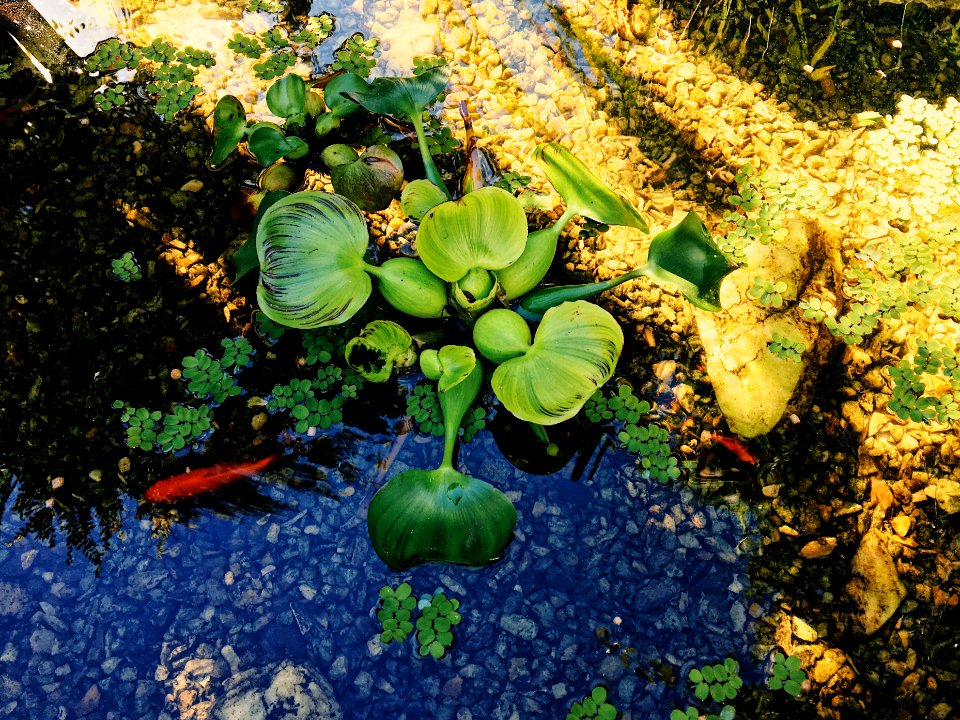Naturelovers, Thelifeaquatic, Fishes