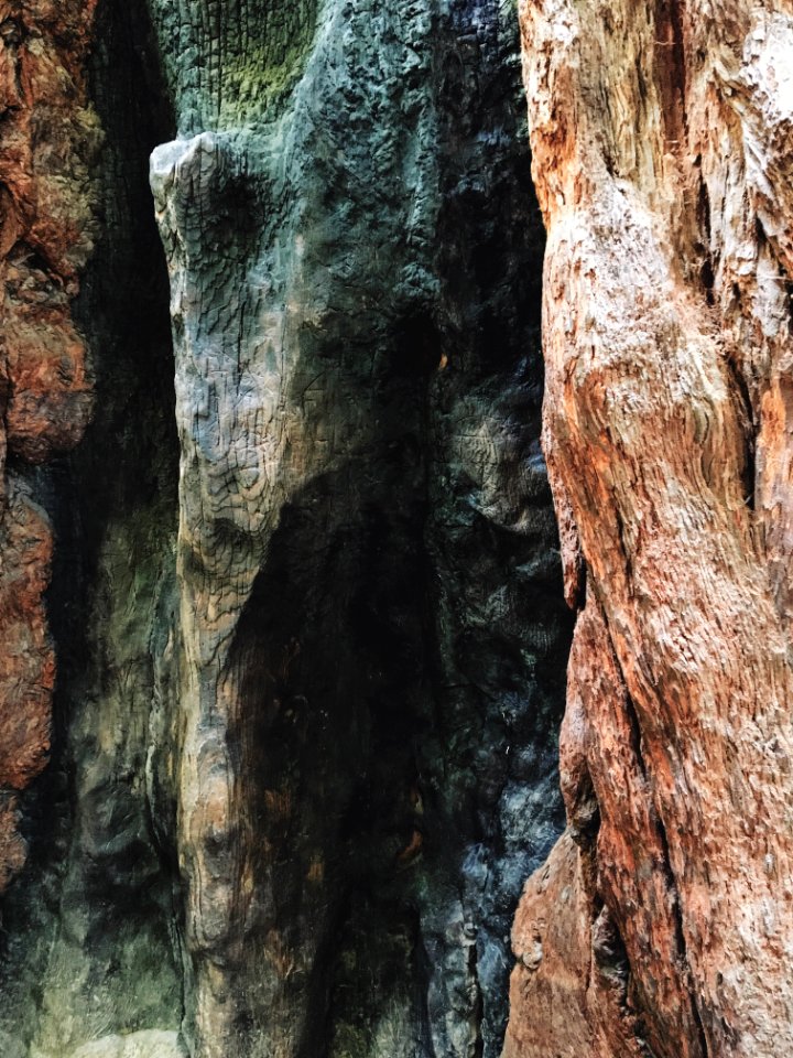 Muir woods national monument, Mill valley, United states