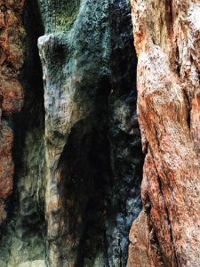 Muir woods national monument, Mill valley, United states photo