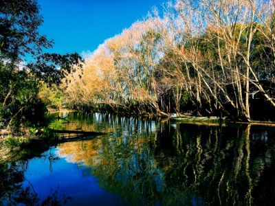 Entre ros, Argentina, Forest