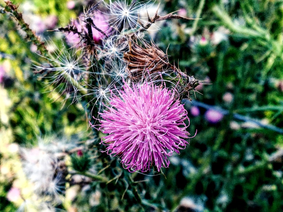 Flowers, Naturelovers, Nature