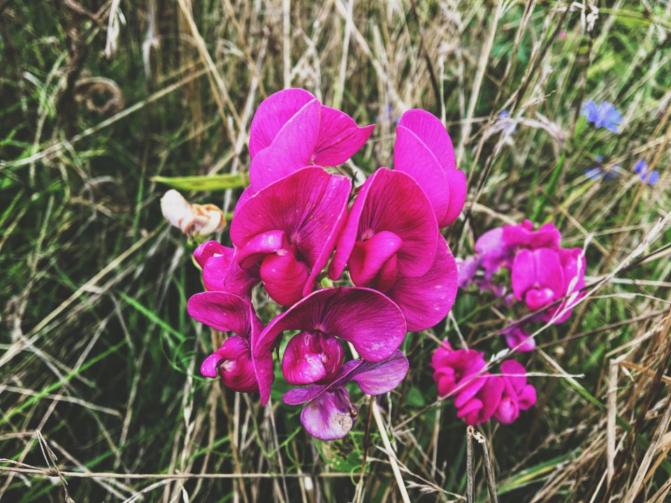 Naturelovers, Folkvibes, Flowerporn