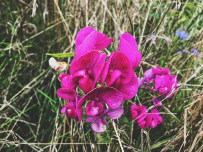 Naturelovers, Folkvibes, Flowerporn