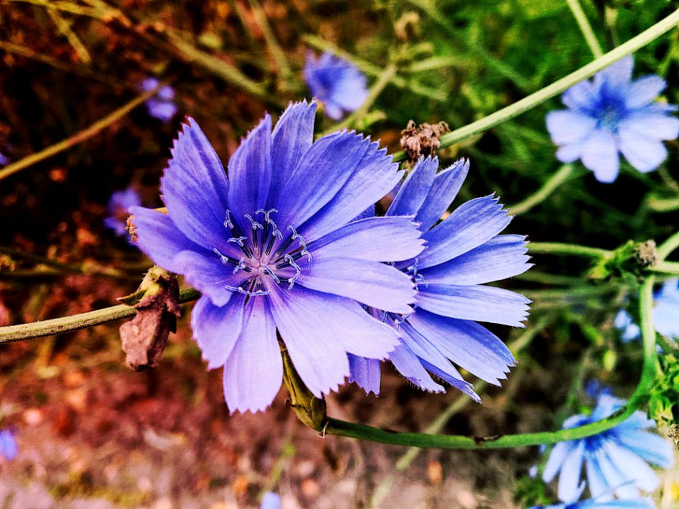 Naturelovers, Flowerpower, Folkvibes