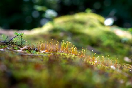 Detail, Green, Makro