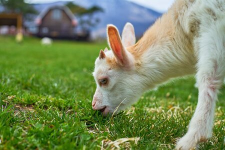 Diet grass green