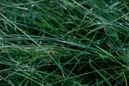 Rain, Drops, Makro
