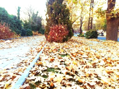 Ankara, Turkey, Leaf