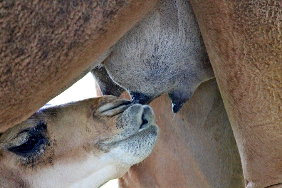 Breast milk suck teat