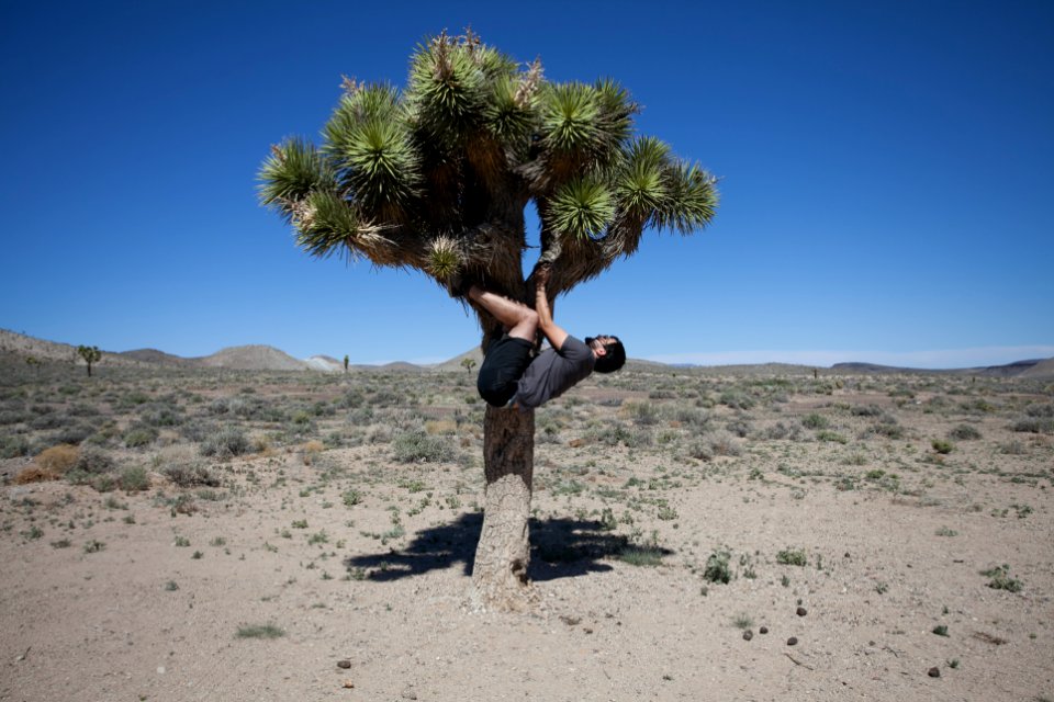 Death valley, United states, Joshua tree