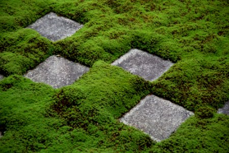 Japan, Kyoto prefecture, Garden