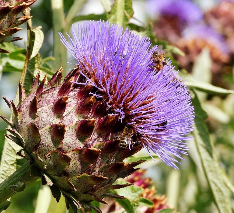 Bee purple artichoke