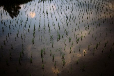 Japan, Nagano prefecture, Rice fields