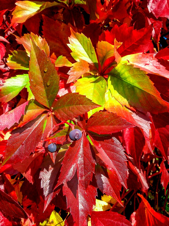 Autumn leaf golden autumn nature