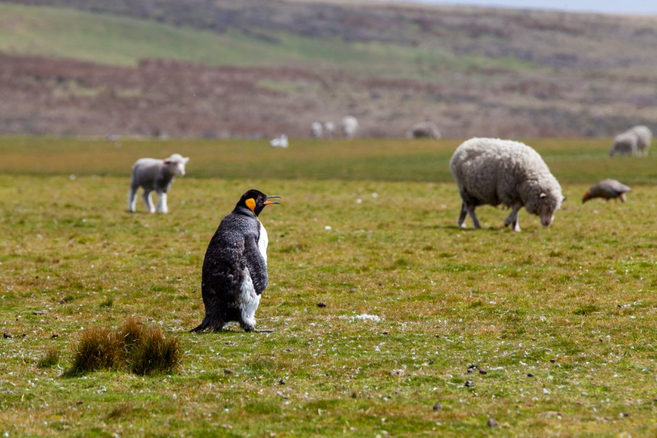 Falkl,  isl, S  islas malvinas 