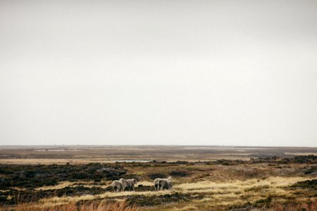 Falkl,  isl, S  islas malvinas 