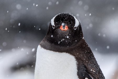 Antarctica, Penguin, Travel photo