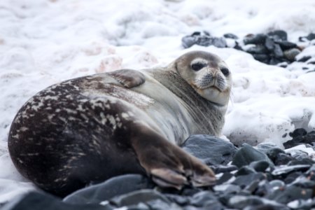 Seal lying on rock covered with snow photo