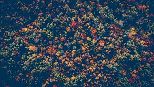 Woods aerial view autumn photo