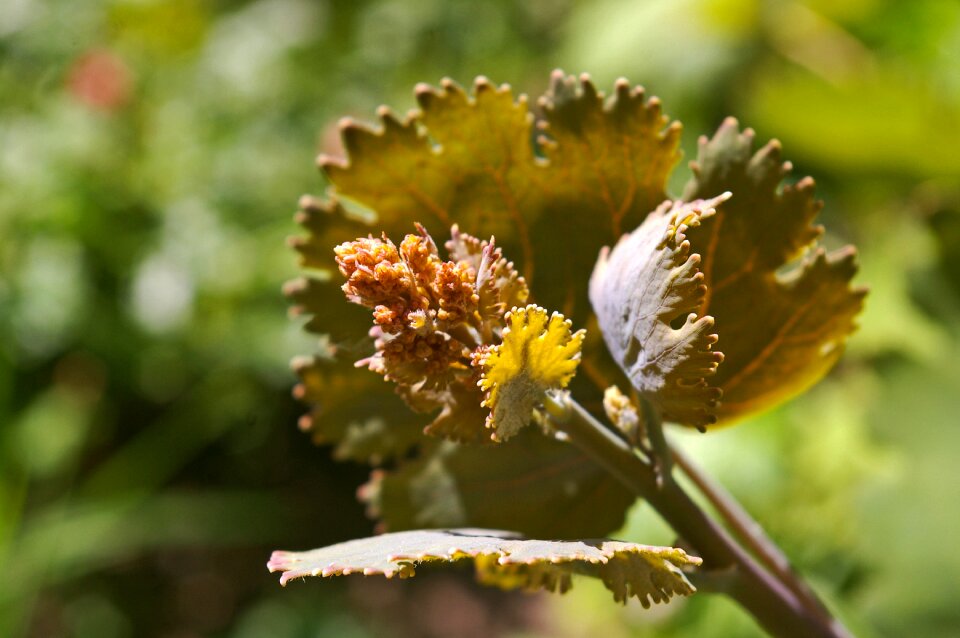 Garden blossom bloom