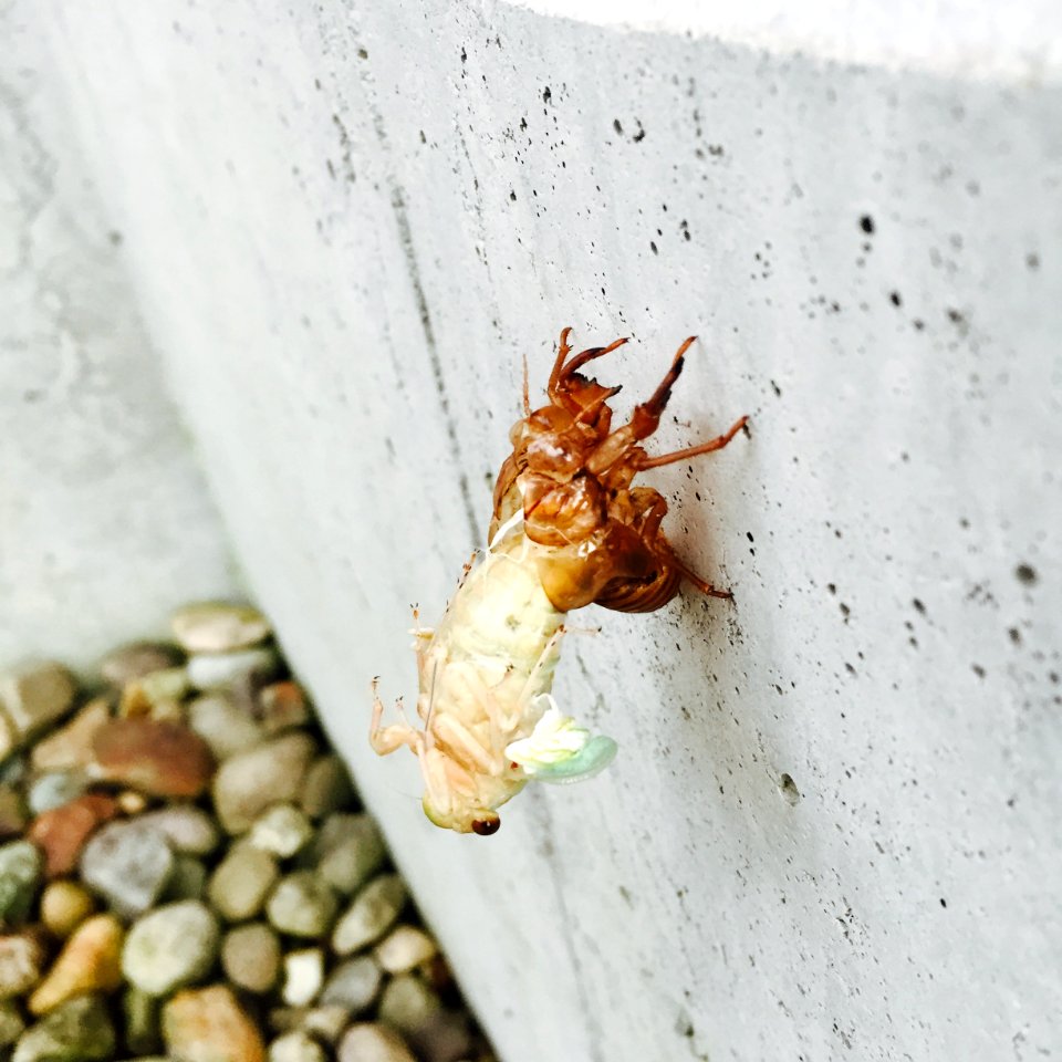 Emergence, Insect, Cicada